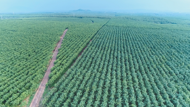 VRG: Tiên phong tăng trưởng xanh